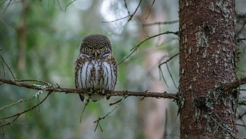 Owl perching on tree branch