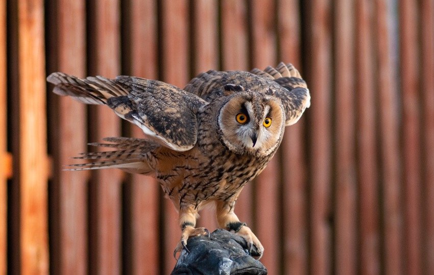 Owl with feathered long leg