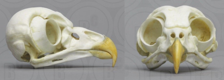 Owls Skeleton - Barred Owl Skull