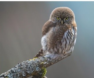 Read more about the article Owls in Florida (7 Species with Pictures)