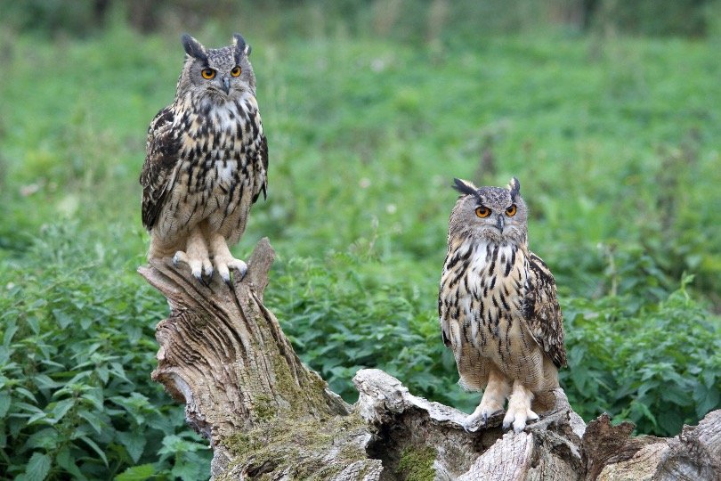 Owls sitting on tree trunk