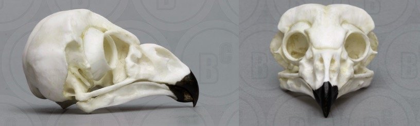 Short-eared Owl Skull