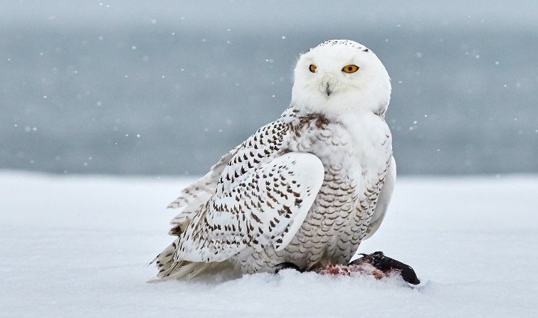 Snowy Owl as a Pet
