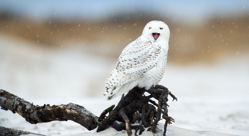 Snowy Owl