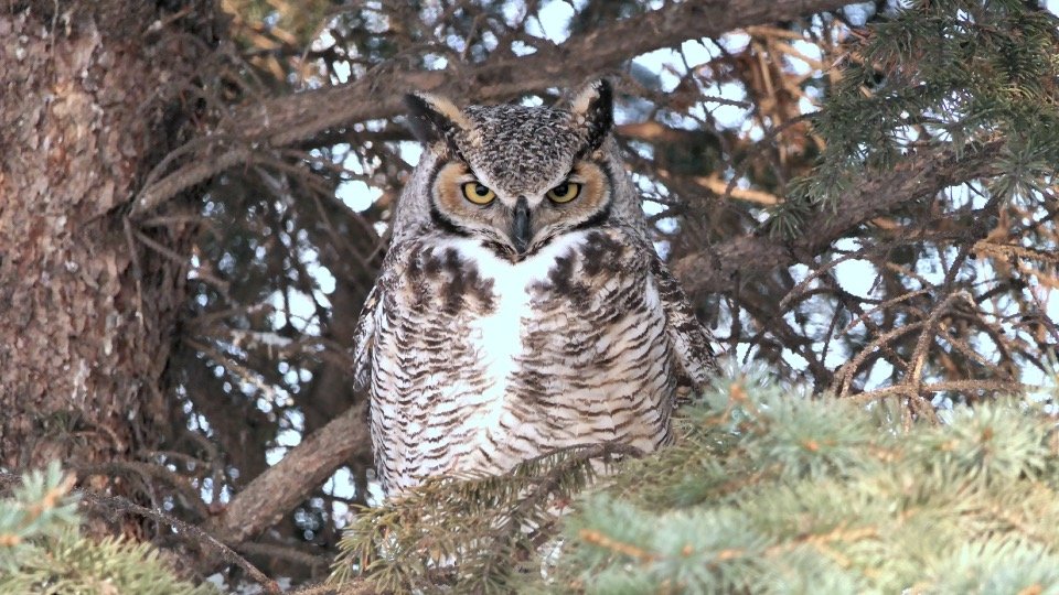 Great Horned Owl