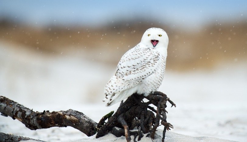 snowy owl