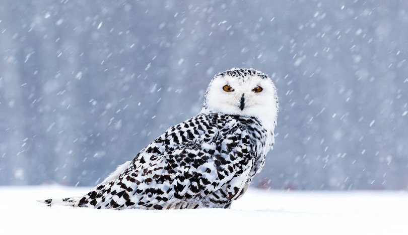 snowy owl