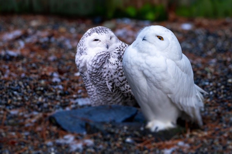 snowy owl