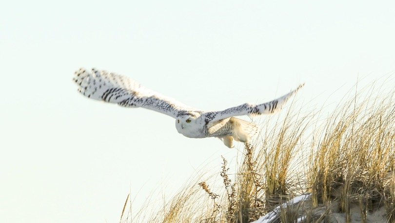 snowy owl