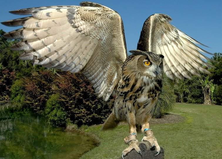 Owl with open wings