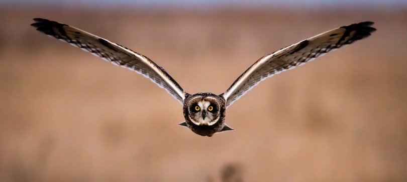 Flying owl