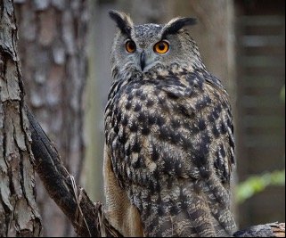 Read more about the article Where Do Owls Go During The Day? All You Need To Know