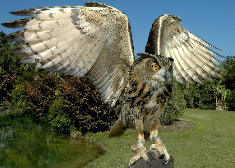 Owl wings have an interesting design