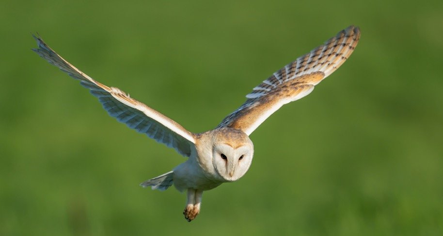 5 Myths And Superstitions About Owls - Barn Owls