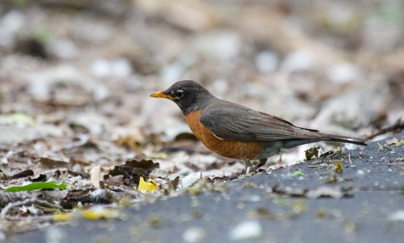 American Robin