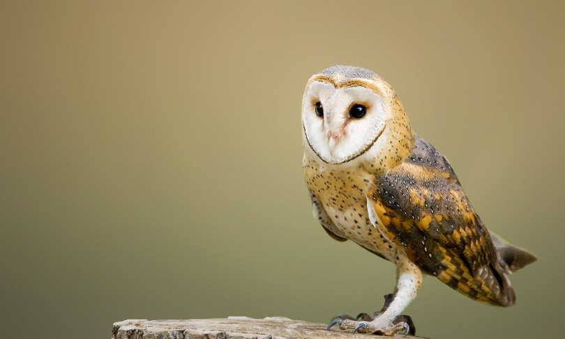 Barn Owl