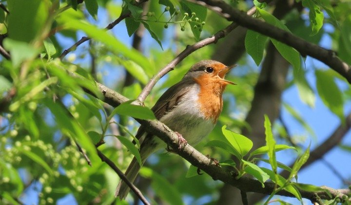 Birds That Sing At Night