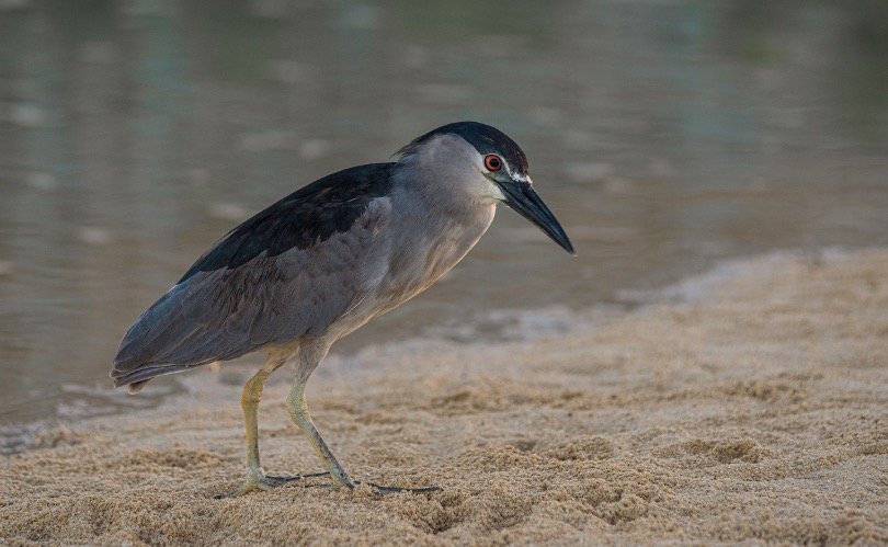 Black-crowned Night-heron