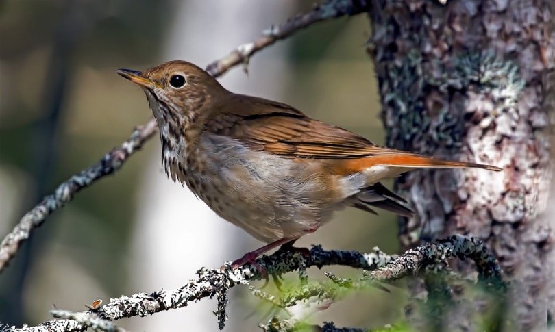 Hermit Thrush