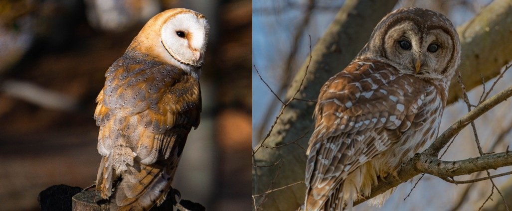 Barn vs Barred Owl (Key Differences) 