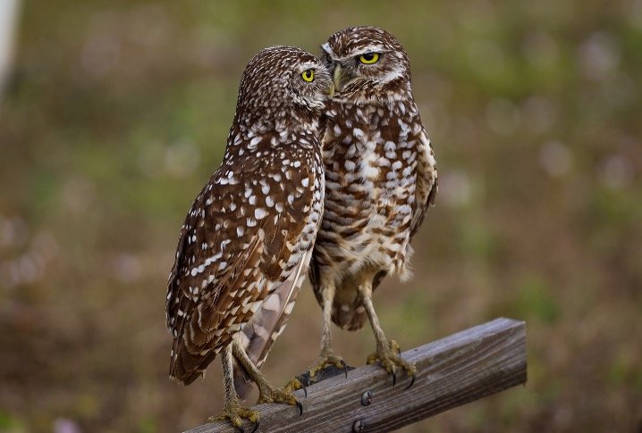 Burrowing owls