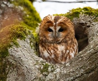 Read more about the article Owls in Alabama (10 Species With Pictures & Sounds)