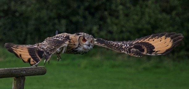 Flying great horned owl