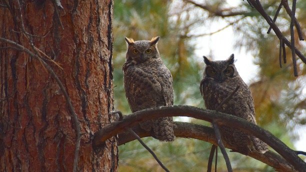 Owl Identification Tips 