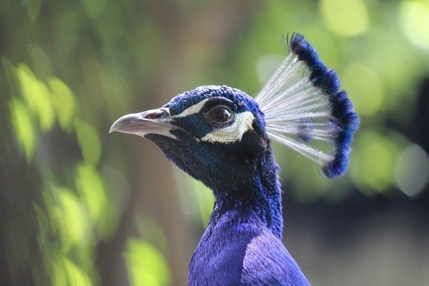 Birds with Plumes