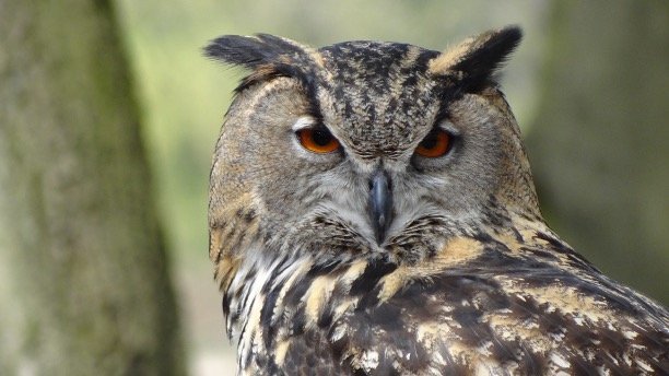 Ear Tufts On Owls