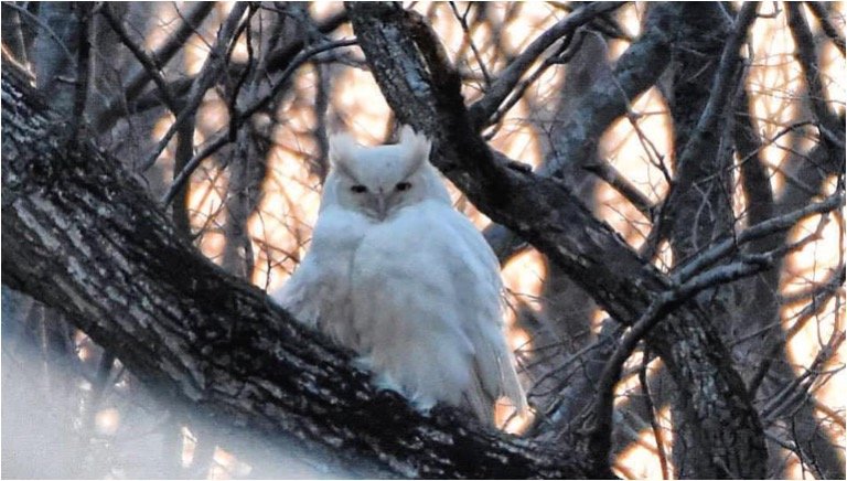 Albino Owl