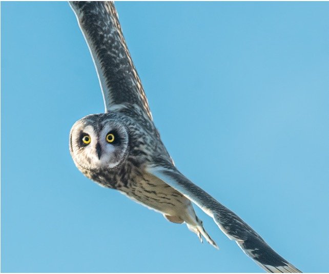 Read more about the article Are Owls Raptors or Birds of Prey? Everything You Need To Know