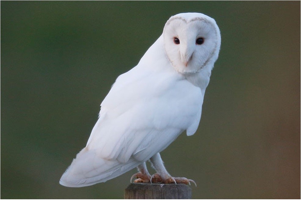 Barn Albino Owl