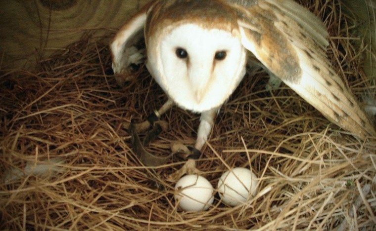 Barn Owl in Nest Box with eggs