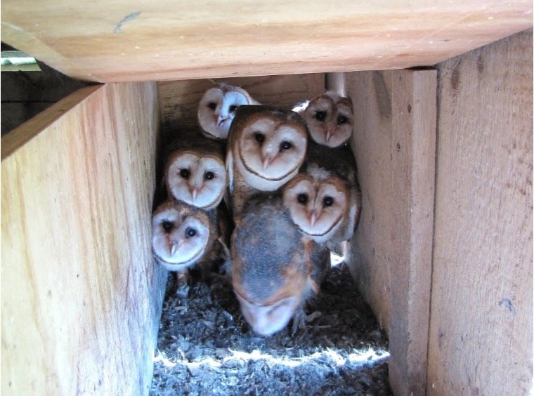 Barn Owls in Nest Box