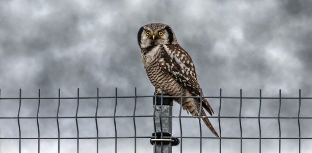 Owls in Colorado
