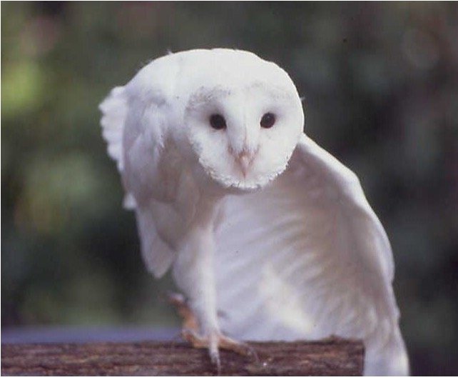Rare Albino Owl