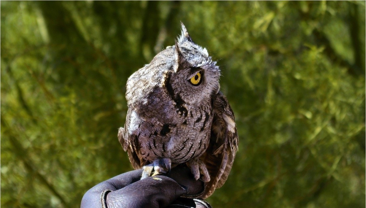 Western Screech Owl