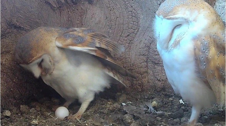 Barn Owl Egg