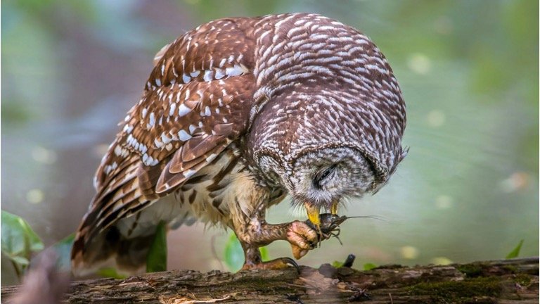 Barred Owl Eating insect