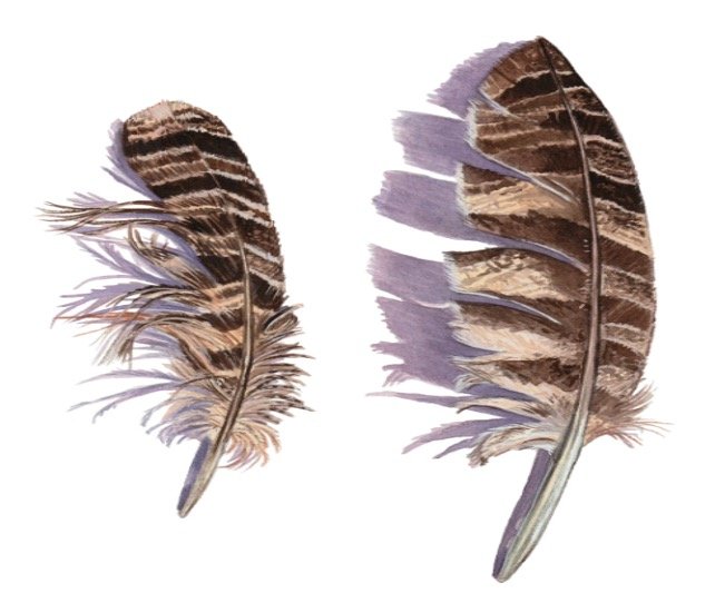 Read more about the article Owl Feathers: Identification, Facts, Types, and Pictures