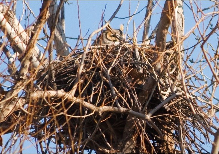 Owl Nest