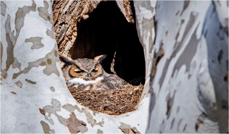 Owl nest in tree