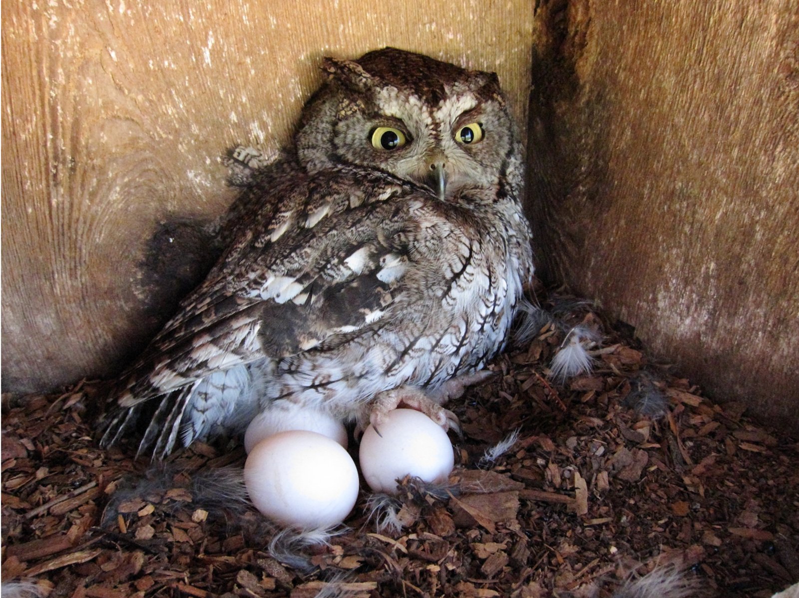Owl with eggs
