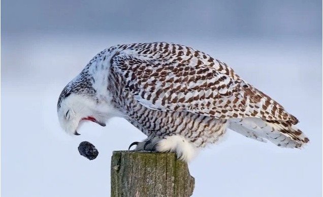 Snowy Owl pelleting