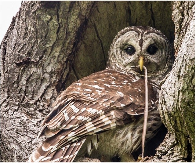 Read more about the article What Do Barred Owls Eat? All You Need To Know