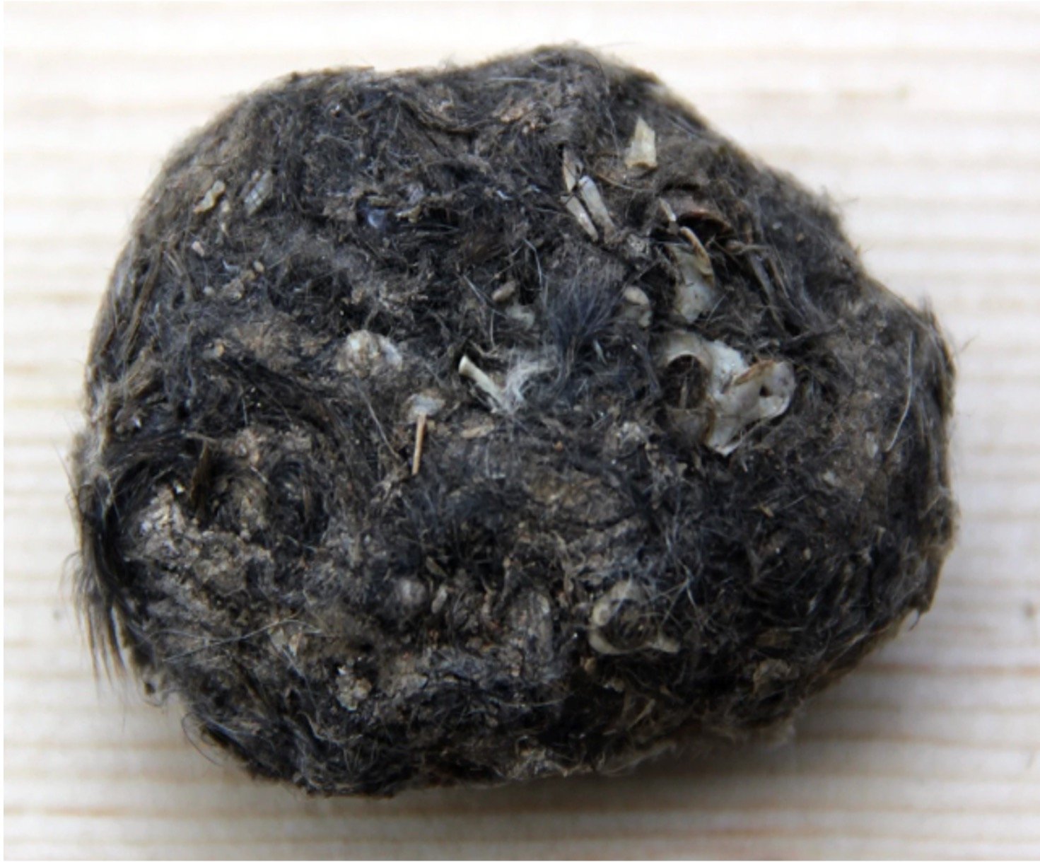 What Is An Owl Pellet