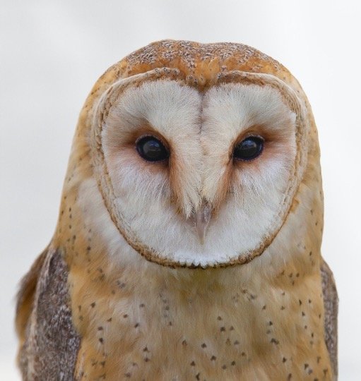 Barn Owl Eye