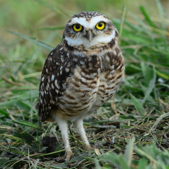 Burrowing owls eye