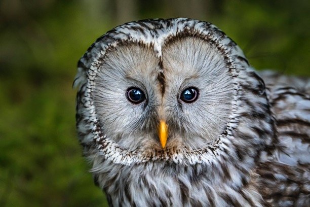Great Grey Owl eye